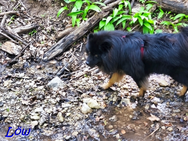 11.4.2025 - Dwix am Bachlauf